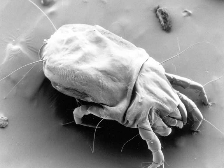 Microscopic image of a dust mite showing detailed body structure, legs, and antennae under high magnification.